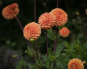 Pompongeorgine 'Sylvia', pompongeorgine med tette, trill runde, varmt oransje blomster på ca. 10 cm.