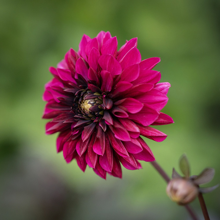 Anemoneblomstrende georgine 'Purple Haze', Utmerket til blomsterbed, store potter eller til snitt.