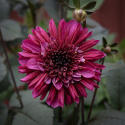 Anemoneblomstrende georgine 'Purple Haze', Utmerket til blomsterbed, store potter eller til snitt.