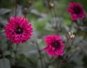 Anemoneblomstrende georgine 'Purple Haze', Utmerket til blomsterbed, store potter eller til snitt.