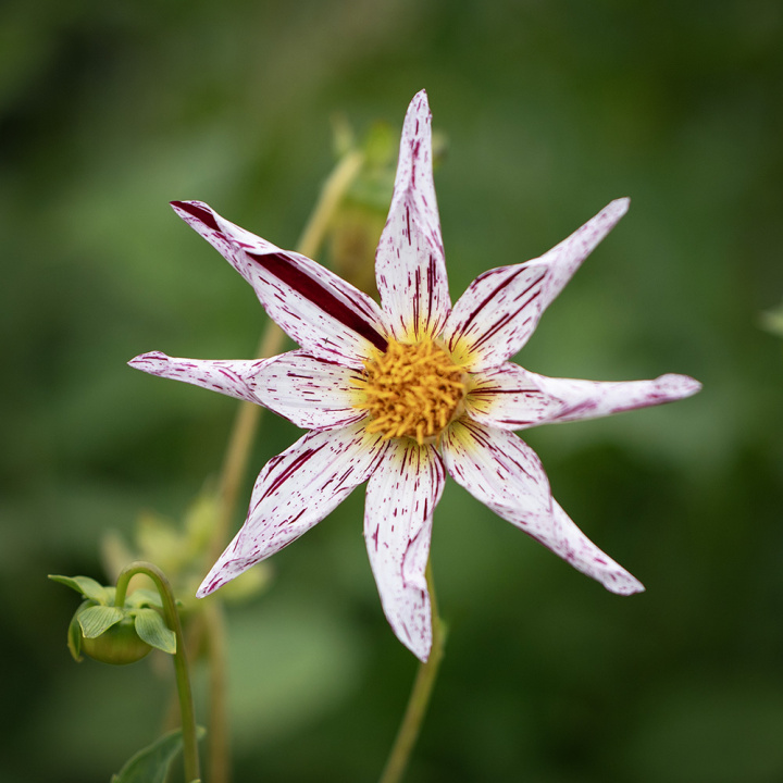 Orkidéblomstrende georgine 'Destiny's Teachers', Utmerket til blomsterbed, store potter eller til snitt.