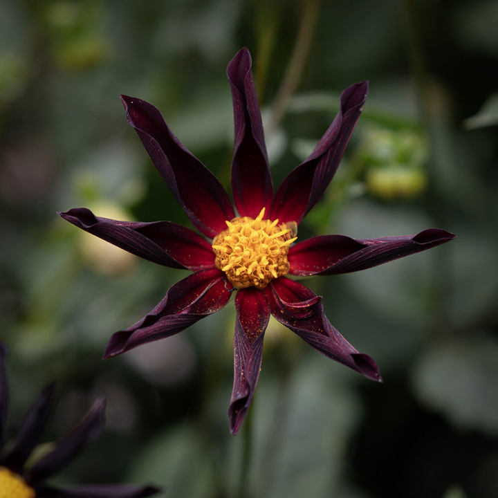 Orkidéblomstrende georginer ''''Verrone''''s Obsidan'''' 1 stk.