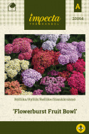 Ryllik 'Flowerburst Fruit Bowl',  Fyldige planter med mørkegrønt bladverk med små fliker. 