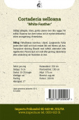 Hvitt pampasgress 'White Feather'