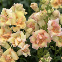 Prydløvemunn F1 'DoubleShot Peach', blomster i myke nyanser av terrakotta, gult og aprikos på svært stødige stilker.