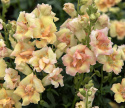 Prydløvemunn F1 'DoubleShot Peach', blomster i myke nyanser av terrakotta, gult og aprikos på svært stødige stilker.