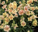 Prydløvemunn F1 'DoubleShot Peach', blomster i myke nyanser av terrakotta, gult og aprikos på svært stødige stilker.