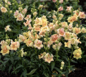 Prydløvemunn F1 'DoubleShot Peach', blomster i myke nyanser av terrakotta, gult og aprikos på svært stødige stilker.