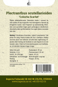 Praktspragle ''Colocha Scarlet'' Impecta dyrkingsanvisninger