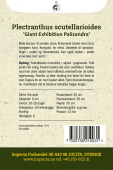 Praktspragle 'Giant Exhibition Palisandra'