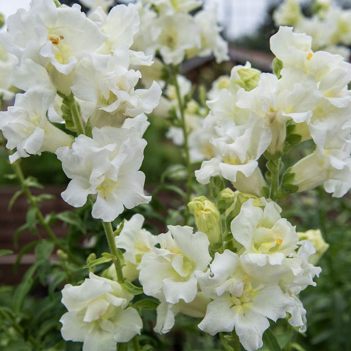 Prydløvemunn F1 'Madame Butterfly Ivory', prydløvemunn med store, tette blomster i aks som kroner de høye, stødige stilkene.