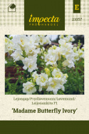 Prydløvemunn F1 'Madame Butterfly Ivory', prydløvemunn med store, tette blomster i aks som kroner de høye, stødige stilkene.