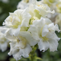 Prydløvemunn F1 'Madame Butterfly Ivory', prydløvemunn med store, tette blomster i aks som kroner de høye, stødige stilkene.