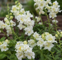 Prydløvemunn F1 'Madame Butterfly Ivory', prydløvemunn med store, tette blomster i aks som kroner de høye, stødige stilkene.