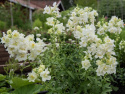 Prydløvemunn F1 'Madame Butterfly Ivory', prydløvemunn med store, tette blomster i aks som kroner de høye, stødige stilkene.