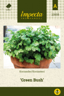 Koriander ''Green Bush''