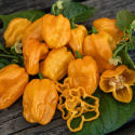Habanero 'NuMex Suave Orange', Blanke, flammende gule frukter på ca. 2,5–4 cm med dype furer og tynne vegger. 
