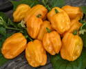 Habanero 'NuMex Suave Orange', Blanke, flammende gule frukter på ca. 2,5–4 cm med dype furer og tynne vegger. 