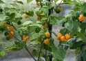 Habanero 'NuMex Suave Orange', Blanke, flammende gule frukter på ca. 2,5–4 cm med dype furer og tynne vegger. 