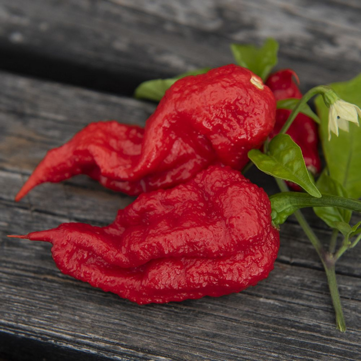 Habanero 'Carolina Reaper', Innehar rekorden for verdens sterkeste chili. 