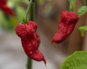 Habanero 'Carolina Reaper', Innehar rekorden for verdens sterkeste chili. 