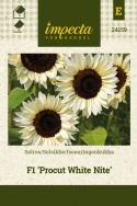 Solsikke F1 'Procut White Nite', Enkeltblomstrende solsikke med store, kremhvite blomster på 15–18 cm.