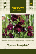 Blomsterert 'Spencer Beaujolais', Mørkt purpurrøde til dypt vinrøde, silkeblanke blomster. 