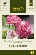 Peonvalmue 'Flemish Antique', Peonblomstrende valmue med store, doble blomster i kirsebærrødt og med varierende grad av hvite tegninger.