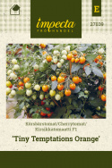 Cherrytomat F1 'Tiny Temptations Orange', busktomat som gir mange små, runde, lett dråpeformede frukter i lysende oransje på ca. 8 gram.