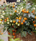 Cherrytomat F1 'Tiny Temptations Orange', busktomat som gir mange små, runde, lett dråpeformede frukter i lysende oransje på ca. 8 gram.
