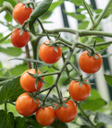 Cherrytomat F1 'Tiny Temptations Orange', busktomat som gir mange små, runde, lett dråpeformede frukter i lysende oransje på ca. 8 gram.