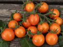 Cherrytomat F1 'Tiny Temptations Orange', busktomat som gir mange små, runde, lett dråpeformede frukter i lysende oransje på ca. 8 gram.