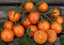 Cherrytomat F1 'Tiny Temptations Orange', busktomat som gir mange små, runde, lett dråpeformede frukter i lysende oransje på ca. 8 gram.