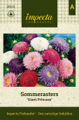 Sommerasters 'Giant Princess'