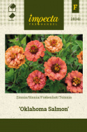 Sinnia 'Oklahoma Salmon', Halv- til heldoble blomster i flere nyanser, fra lyst lakserosa og aprikos.