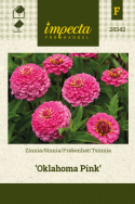 Sinnia 'Oklahoma Pink', Halv- til heldoble blomster i dypt ceriserosa med lysere kronbladkanter på stødige stilker.