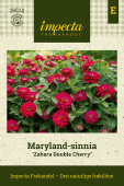 Maryland-sinnia 'Zahara Double Cherry'