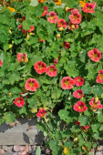 Vanlig blomkarse 'Ladybird Rose'