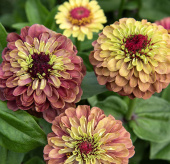 Sinnia 'Queeny Lime Red'