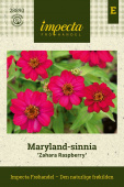Maryland-sinnia 'Zahara Raspberry'