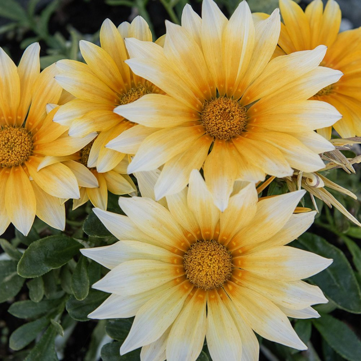 Påfuglblomst F1 'Zany Sunny-Side Up', Store, appelsingule blomster med hvite kronbladspisser. Mørkegrønt og frodig bladverk.