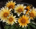 Påfuglblomst F1 'Zany Sunny-Side Up', Store, appelsingule blomster med hvite kronbladspisser. Mørkegrønt og frodig bladverk.
