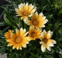 Påfuglblomst F1 'Zany Sunny-Side Up', Store, appelsingule blomster med hvite kronbladspisser. Mørkegrønt og frodig bladverk.