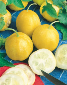 Epleagurk 'Lemon'