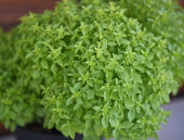 Småbladet basilikum 'Fino Verde'