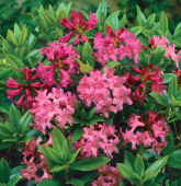 Rustrhododendron