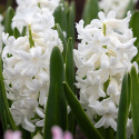 Svibel 'Carnegie' 5 stk, Stødige, tette blomsteraks i det reneste hvitt med herlig blomsterduft.