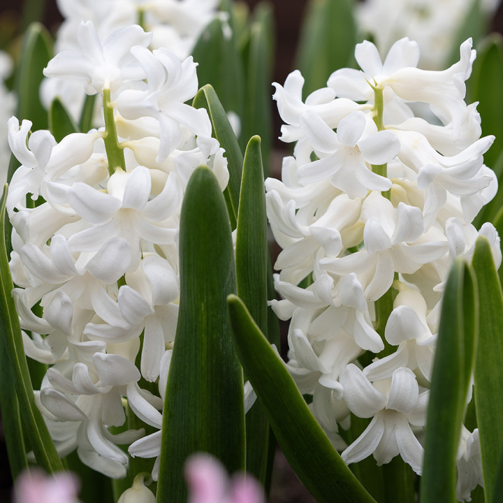 Svibel 'Carnegie' 5 stk, Stødige, tette blomsteraks i det reneste hvitt med herlig blomsterduft.