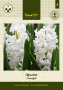 Svibel 'Carnegie' 5 stk, Stødige, tette blomsteraks i det reneste hvitt med herlig blomsterduft.