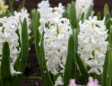 Svibel 'Carnegie' 5 stk, Stødige, tette blomsteraks i det reneste hvitt med herlig blomsterduft.